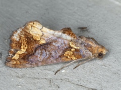 Plusiodonta arctipennis