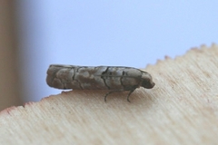 Blastesthia tessulatana