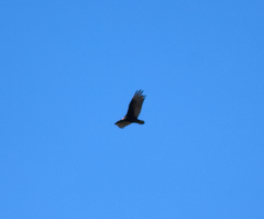 Cathartes aura image