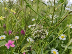Tordylium aegyptiacum