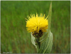 Centaurea sicula