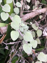 Helichrysum petiolare