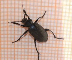 Calosoma maderae