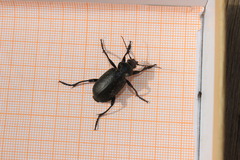 Calosoma maderae