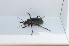 Calosoma maderae