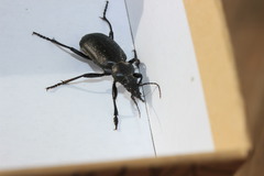 Calosoma maderae
