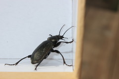 Calosoma maderae