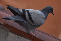 Columba livia domestica