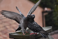 Columba livia domestica
