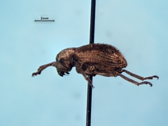 Brachypera zoilus