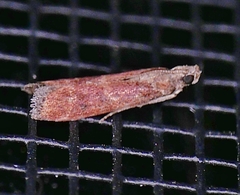 Varneria atrifasciella