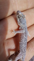 Pachydactylus austeni