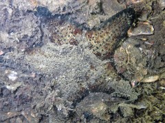 Anthenea sidneyensis