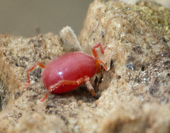 Abrolophus