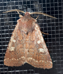 Cerastis tenebrifera