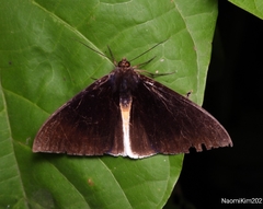 Lygniodes endoleucus