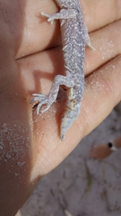 Pachydactylus austeni