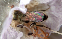 Conanthalictus bakeri