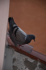 Columba livia domestica