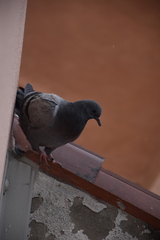 Columba livia domestica