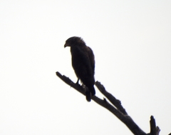 Circaetus cinerascens