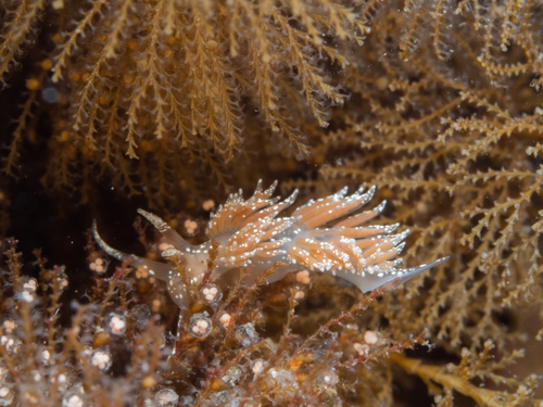 Facelina annulicornis