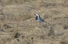 Motacilla alba