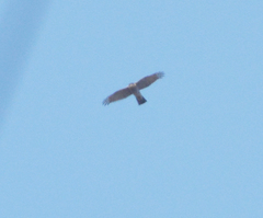 Accipiter nisus