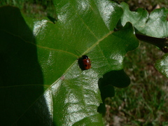 Cryptocephalus bipunctatus