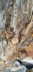 Coriarachne depressa