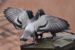 Columba livia domestica