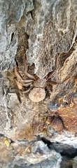 Coriarachne depressa