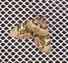 Heterochasta lasioplaca