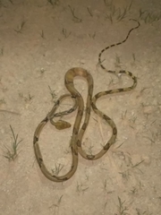 Boiga cynodon