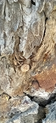 Coriarachne depressa