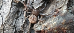 Coriarachne depressa