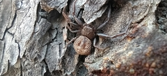 Coriarachne depressa