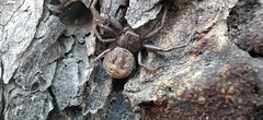 Coriarachne depressa