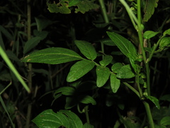 Solanum brevifolium