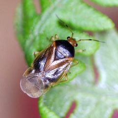 Monalocoris filicis