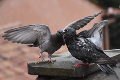 Columba livia domestica