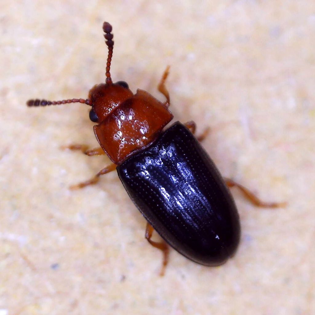 Triplax lacordairii