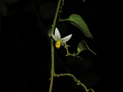Solanum brevifolium