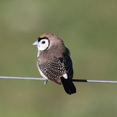 Stizoptera bichenovii bichenovii
