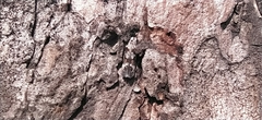 Caryocolum junctella