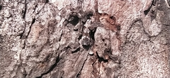 Caryocolum junctella