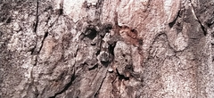Caryocolum junctella