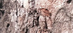 Caryocolum junctella