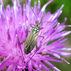 Oncotylus viridiflavus