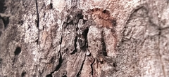 Caryocolum junctella